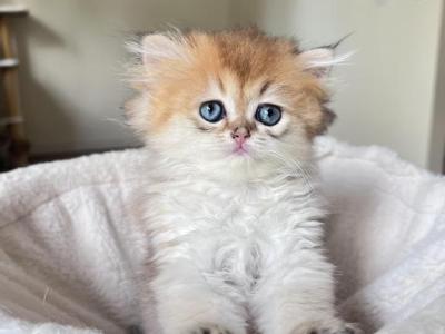 True Little Teddy Bear LaMajeur Cattery - British Shorthair - Gallery Photo #1