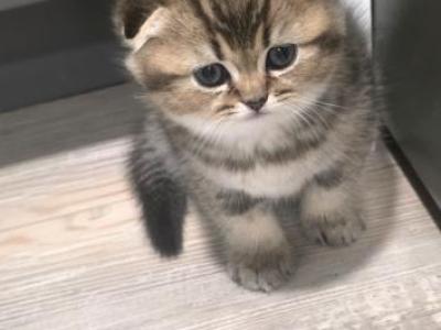 Elliot - Scottish Fold - Gallery Photo #1