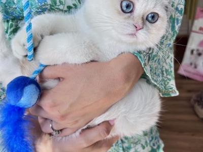 Golden  British Shorthair Colorpoint Kitten - British Shorthair - Gallery Photo #1