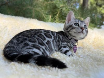 Jasmine - Bengal - Gallery Photo #1