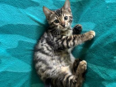 Charcoal Bengal Simba - Bengal - Gallery Photo #1