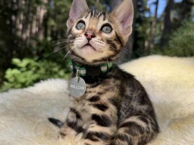 Willow - Bengal - Gallery Photo #1