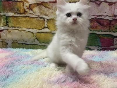 Smug - Persian - Gallery Photo #1