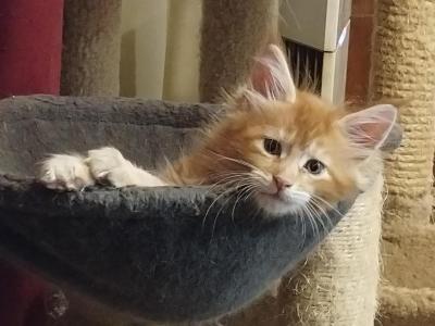 Freedom - Maine Coon - Gallery Photo #1