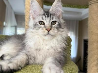 Milo - Maine Coon - Gallery Photo #1