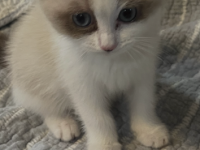 Persian Ragdolls - Ragdoll - Gallery Photo #1