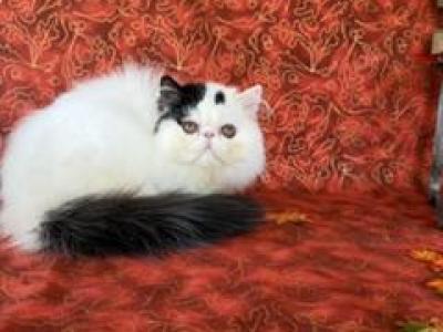 Black & White Male - Persian - Gallery Photo #1