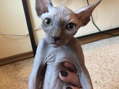 Pretzel The Sphynx Kitten - Sphynx - Gallery Photo #1