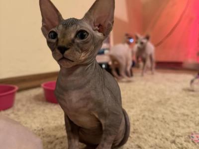 Corndog The Sphynx Kitten - Sphynx - Gallery Photo #1