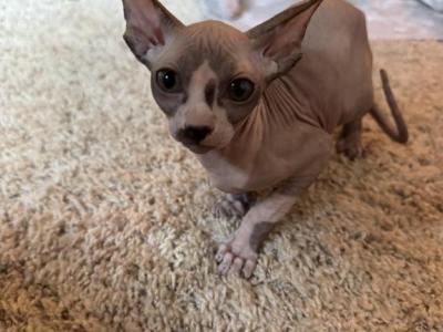 Nacho The Sphynx Kitten - Sphynx - Gallery Photo #1