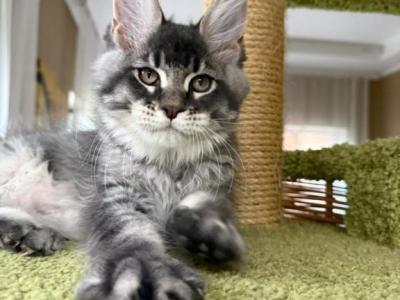 Gorgeous Silver Tabby Hex - Maine Coon - Gallery Photo #1