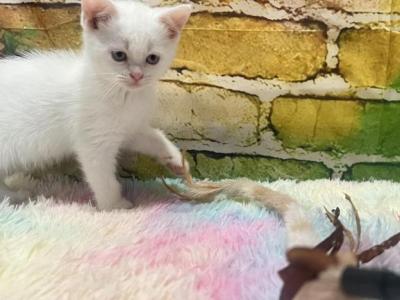 Willow - British Shorthair - Gallery Photo #1