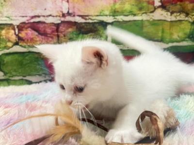 Olaf - British Shorthair - Gallery Photo #1