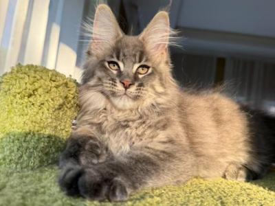 Handsome Silver Tabby Hank - Maine Coon - Gallery Photo #1