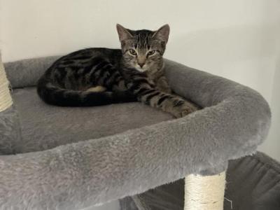 Poly Tiger Lily Of Topaz        Twin Of Marigold - Polydactyl - Gallery Photo #1