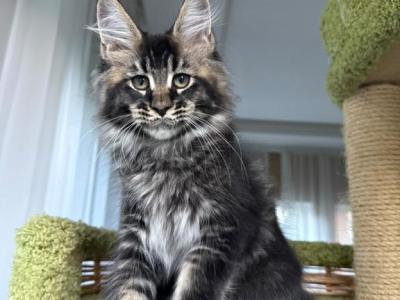 Black Silver Tabby Hermes - Maine Coon - Gallery Photo #1