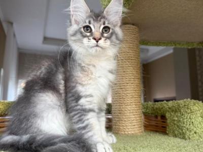 Blue Silver Tabby Odin - Maine Coon - Gallery Photo #1