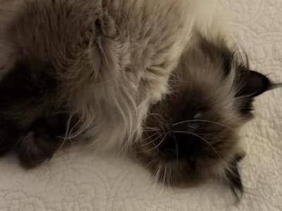 Cecil - Himalayan - Gallery Photo #1