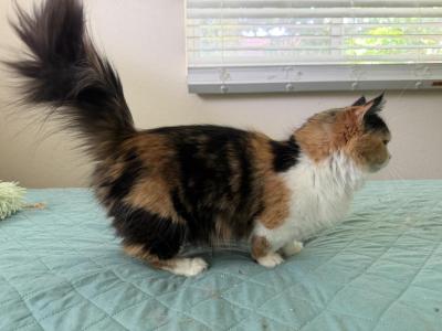Mango - Munchkin - Gallery Photo #1