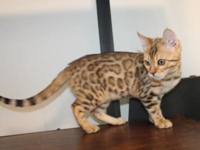 Kari - Bengal - Gallery Photo #1