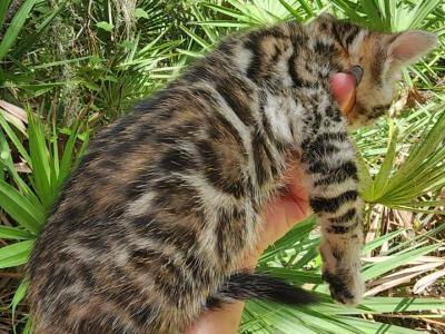 Raven Brown Rosetted Bengal Kitten Female For Sale - Bengal - Gallery Photo #1