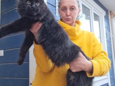 Chanel - Maine Coon - Gallery Photo #1