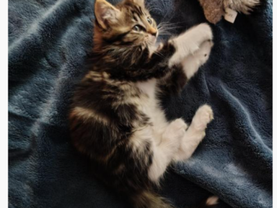 Lula - Domestic - Gallery Photo #1