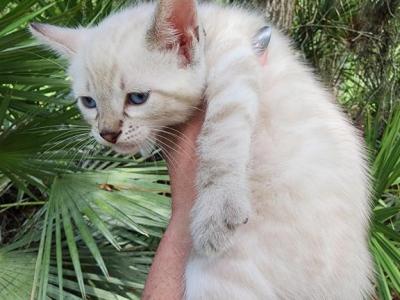 Snow Lynx Bengal Kitten Available For Sale - Bengal - Gallery Photo #1