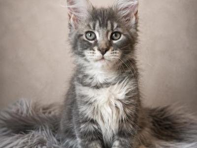 Giant Maine Coon Female Kitten No Name Yet - Maine Coon - Gallery Photo #1
