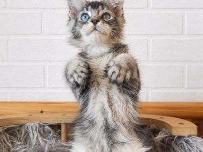 Her Eyes Are Blue And Brown Look At It - Maine Coon - Gallery Photo #1