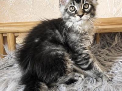 Cute Boy No Name Yet Maine Coone Giant - Maine Coon - Gallery Photo #1