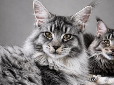 Hailen Male Maine Coone - Maine Coon - Gallery Photo #1