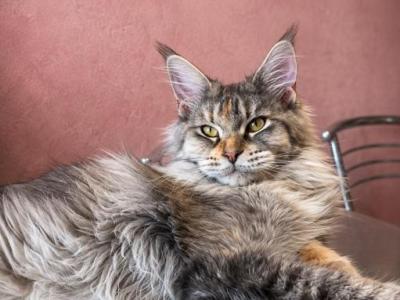 Gemma Maine Coone Female Kitten - Maine Coon - Gallery Photo #1
