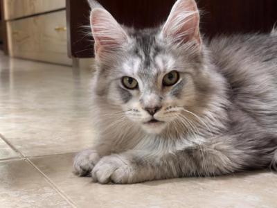 Iverson Giant Maine Coone Male - Maine Coon - Gallery Photo #1