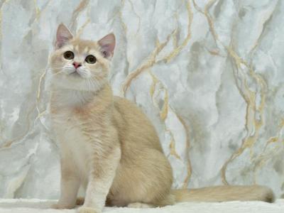 Irakli 1 - British Shorthair - Gallery Photo #1