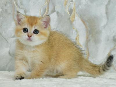Faina - British Shorthair - Gallery Photo #1