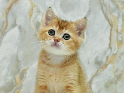Fiksik - British Shorthair - Gallery Photo #1