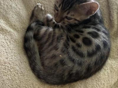 Jake - Bengal - Gallery Photo #1
