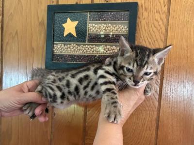 Walter - Bengal - Gallery Photo #1