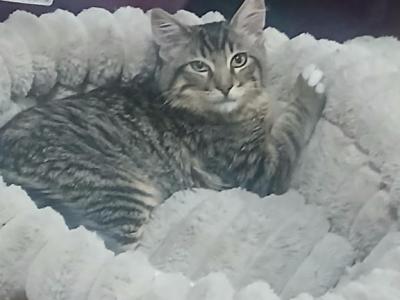 Bleu - Maine Coon - Gallery Photo #1