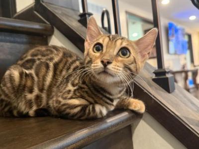 Tigger - Bengal - Gallery Photo #1