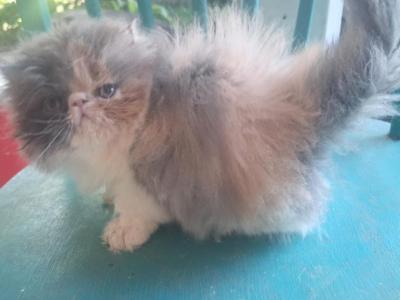 Cfa Show Quality Dilute Calico Persian Kitten - Persian - Gallery Photo #1