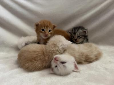 Champion Bloodlines Tica Registered - Maine Coon - Gallery Photo #1