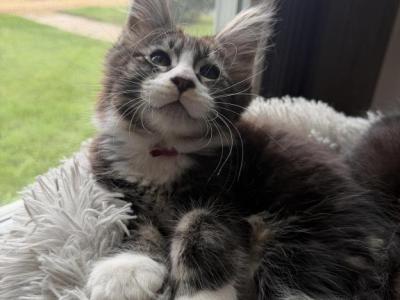 Midas - Maine Coon - Gallery Photo #1