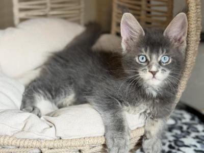 Sol - Maine Coon - Gallery Photo #1