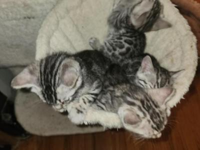 SILVER BENGALS - Bengal - Gallery Photo #1