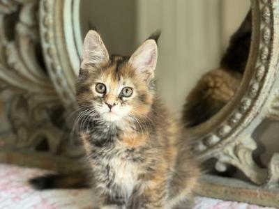 Stella - Maine Coon - Gallery Photo #1