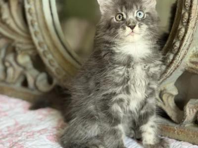Luna - Maine Coon - Gallery Photo #1