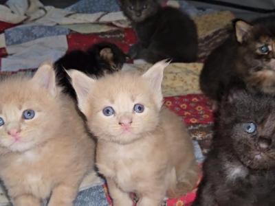Unnamed Kittens - Maine Coon - Gallery Photo #1