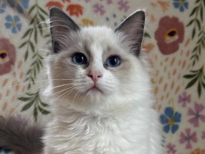 TICA Blue Bicolor Girl Avalon - Ragdoll - Gallery Photo #1